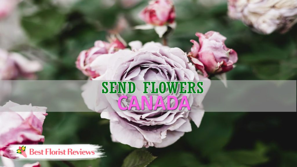 Best Send Flowers Canada