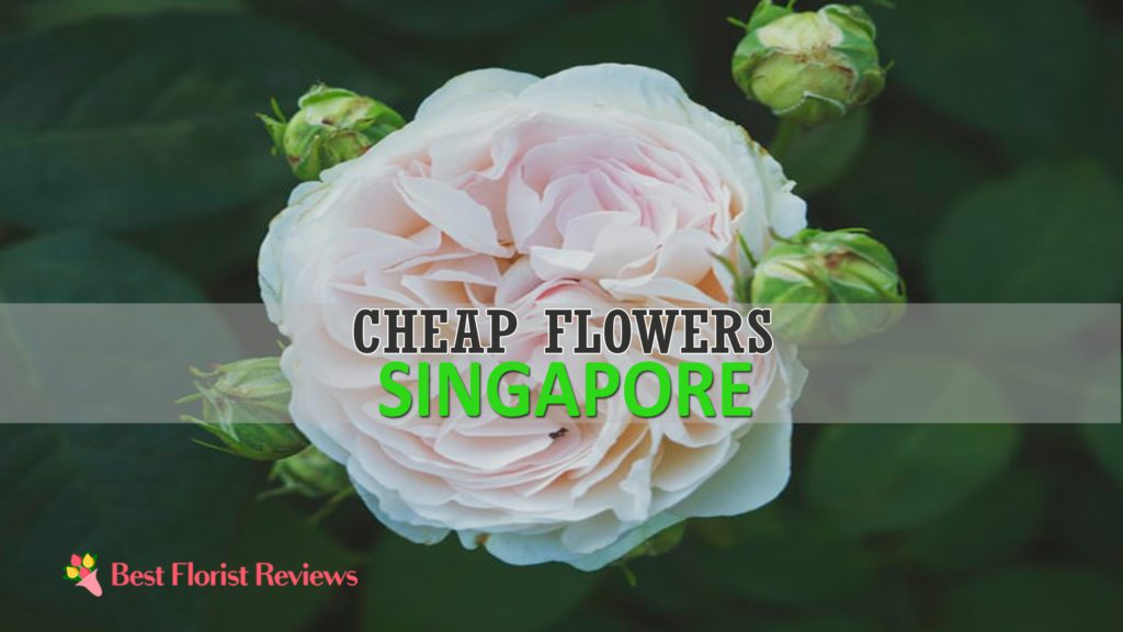Best Cheap Flowers Singapore