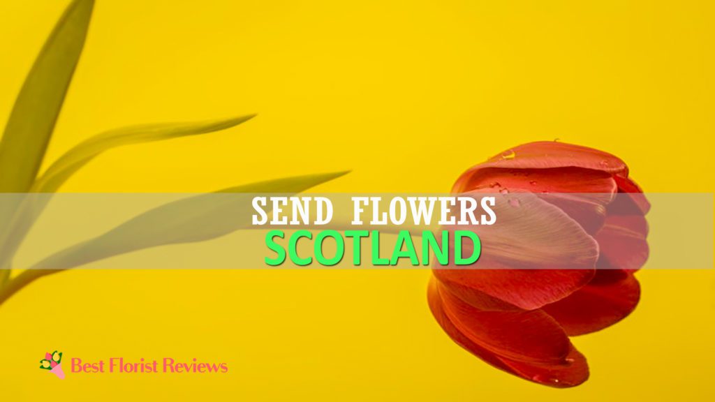 BEST SEND FLOWERS SCOTLAND