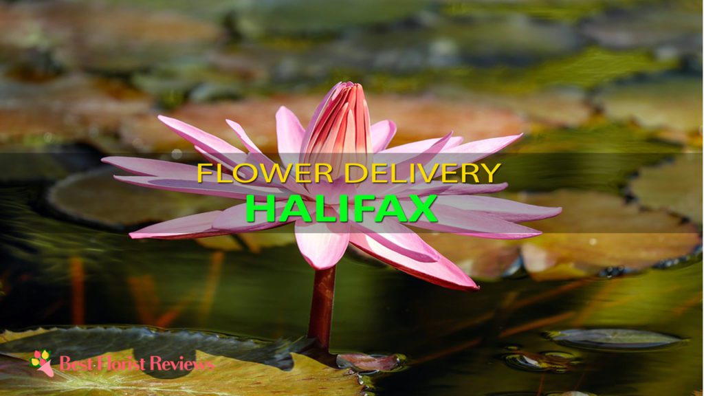 BEST FLOWER DELIVERY HALIFAX