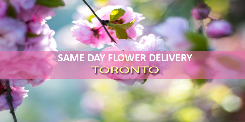 SAME DAY DELIVERY TORONTO