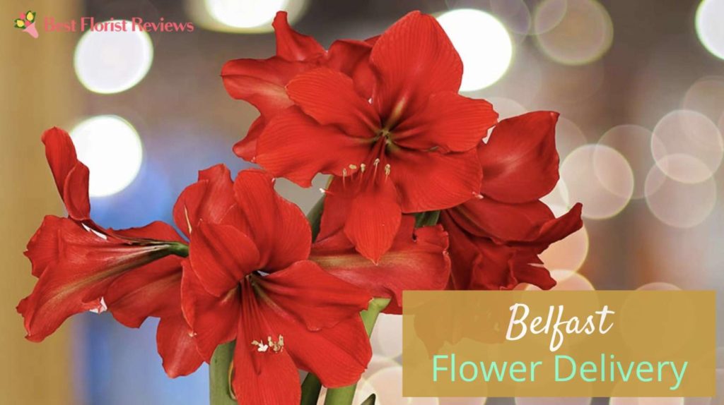 Best Flower Delivery in Belfast