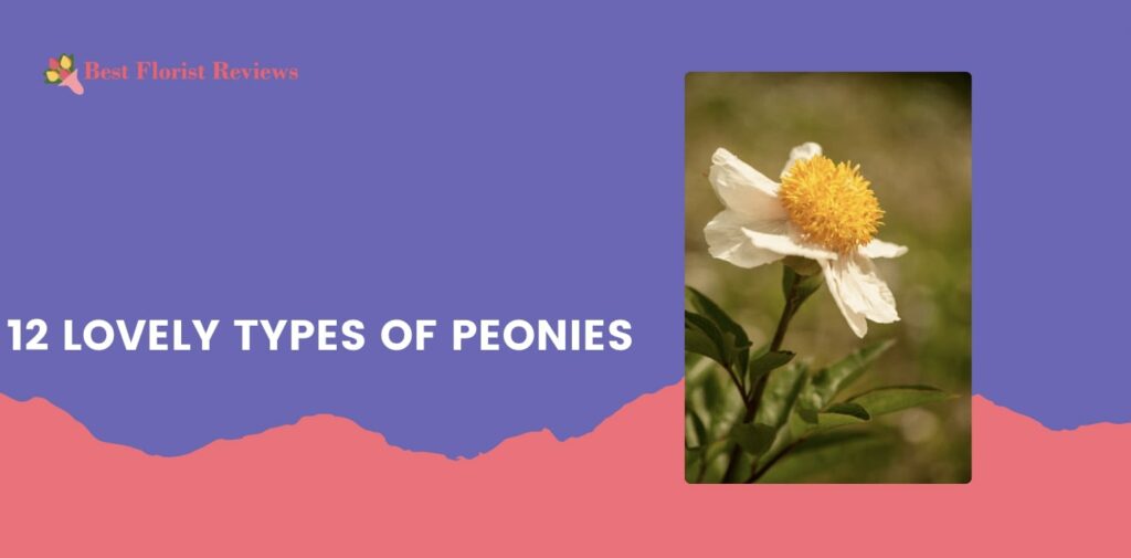 12 Lovely Types of Peonies