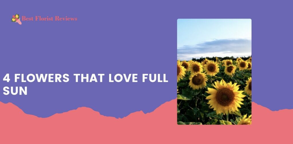4 Flowers That Love Full Sun