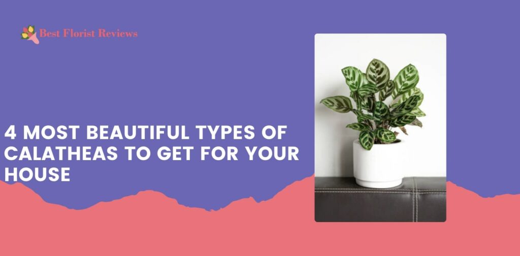 4 Most Beautiful Types of Calatheas to Get for Your House