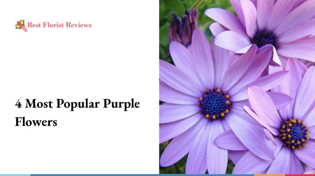 4 Most Popular Purple Flowers