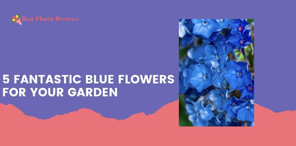 5 Fantastic Blue Flowers for Your Garden