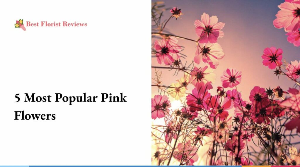 5 Most Popular Pink Flowers