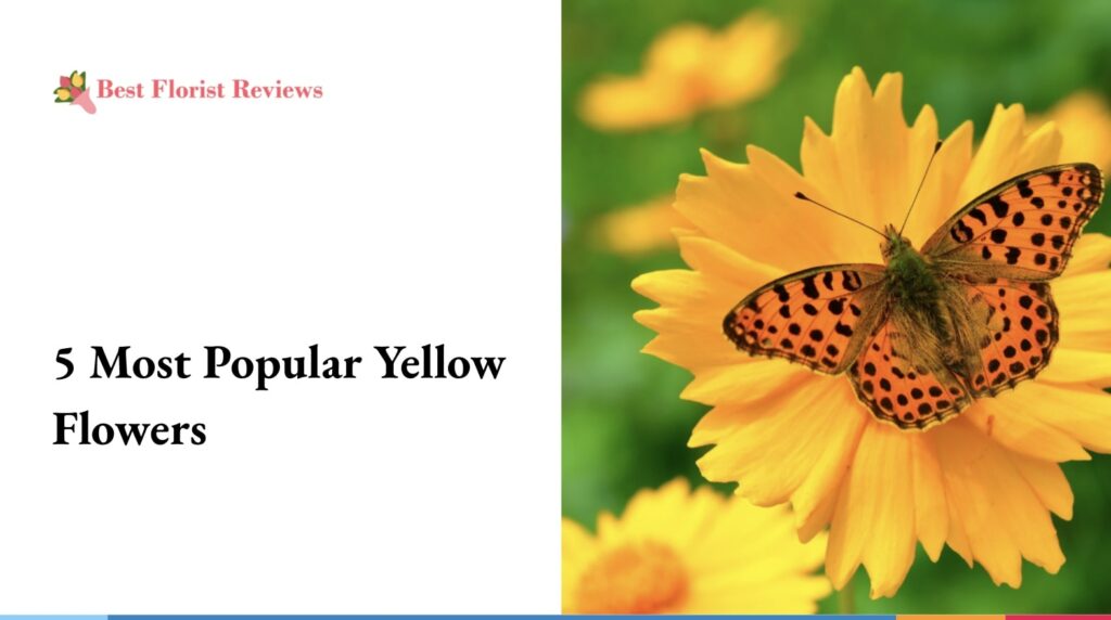 5 Most Popular Yellow Flowers