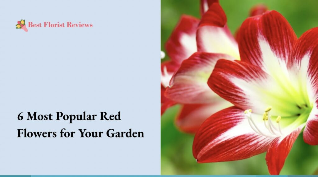 6 Most Popular Red Flowers for Your Garden