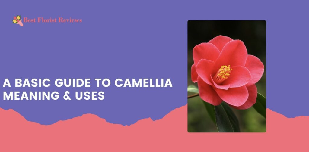 A Basic Guide to Camellia Meaning and Uses