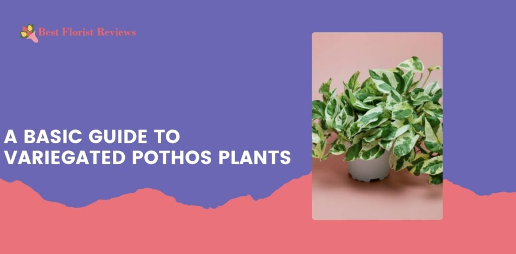 A Basic Guide to Variegated Pothos Plants