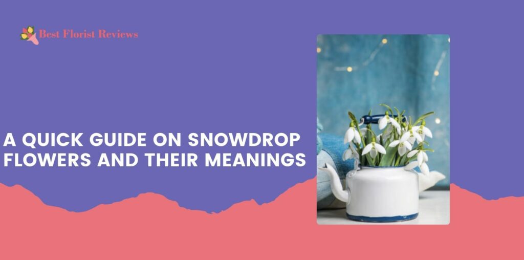 A Quick Guide on Snowdrop Flowers and Their Meanings