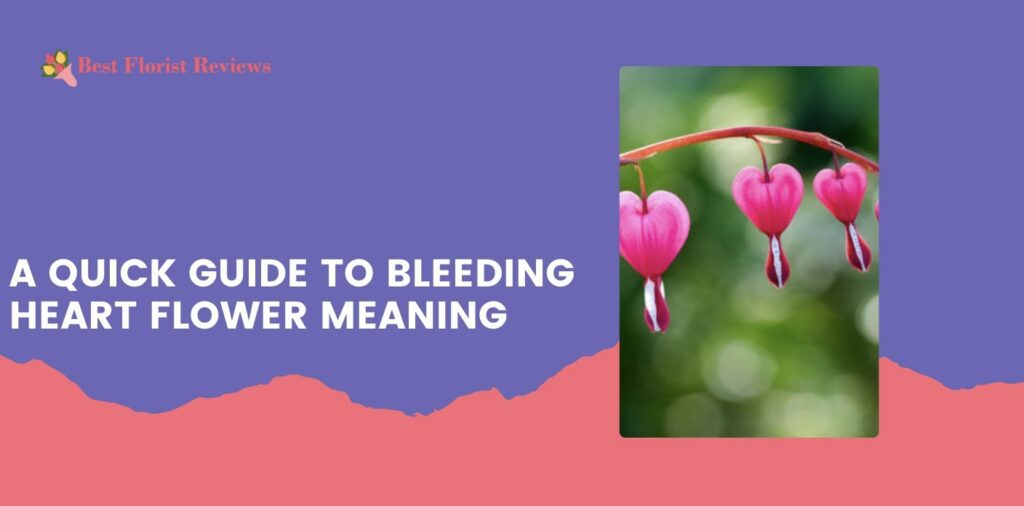A Quick Guide to Bleeding Heart Flower Meaning
