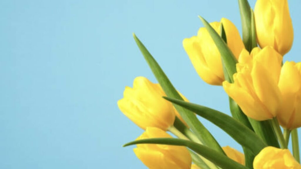 About Yellow Flowers