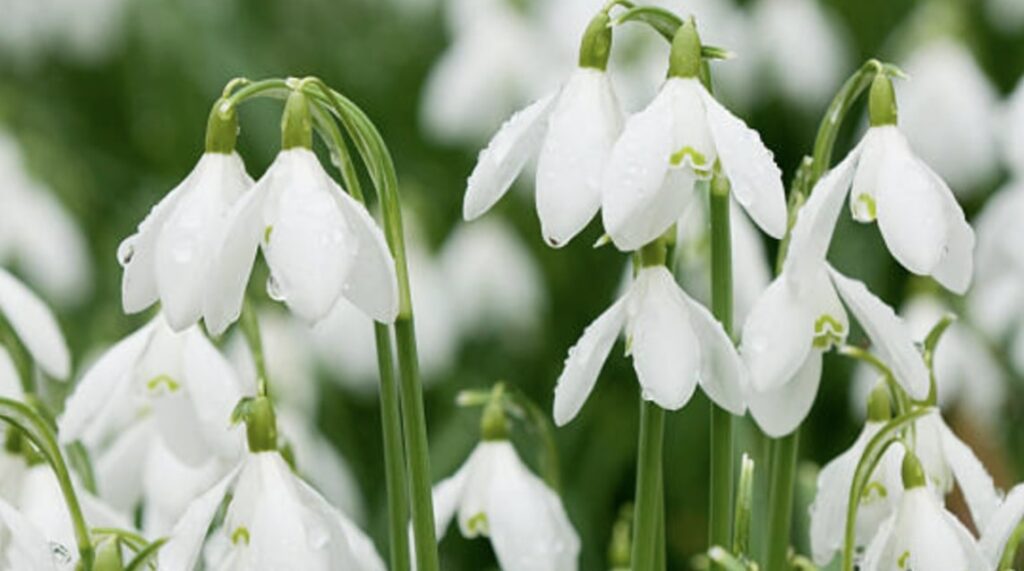 About the Snowdrop Flower