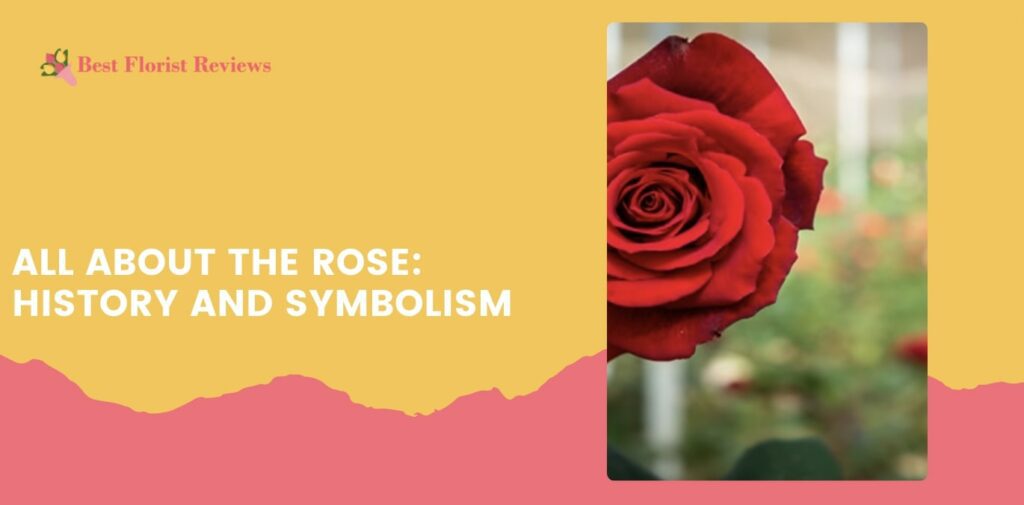 All About the Rose History and Symbolism