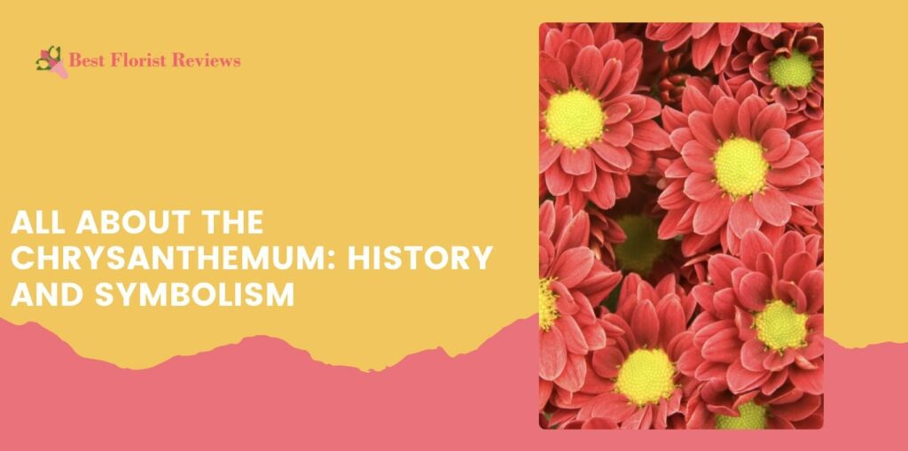 All about the Chrysanthemum History and Symbolism