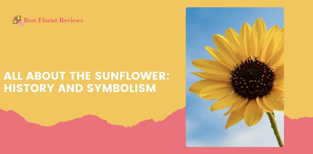 All about the Sunflower History and Symbolism