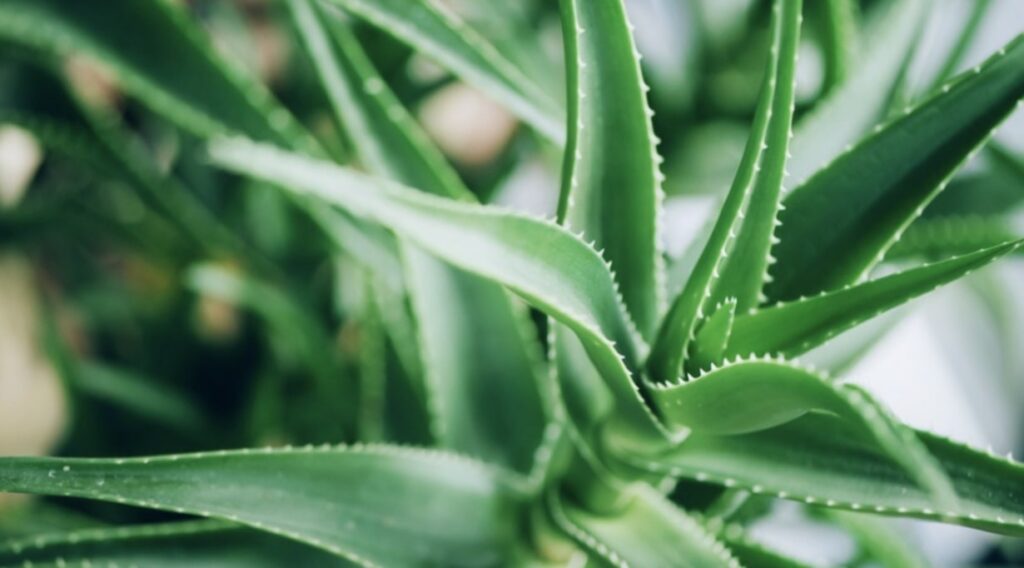 Aloe Vera