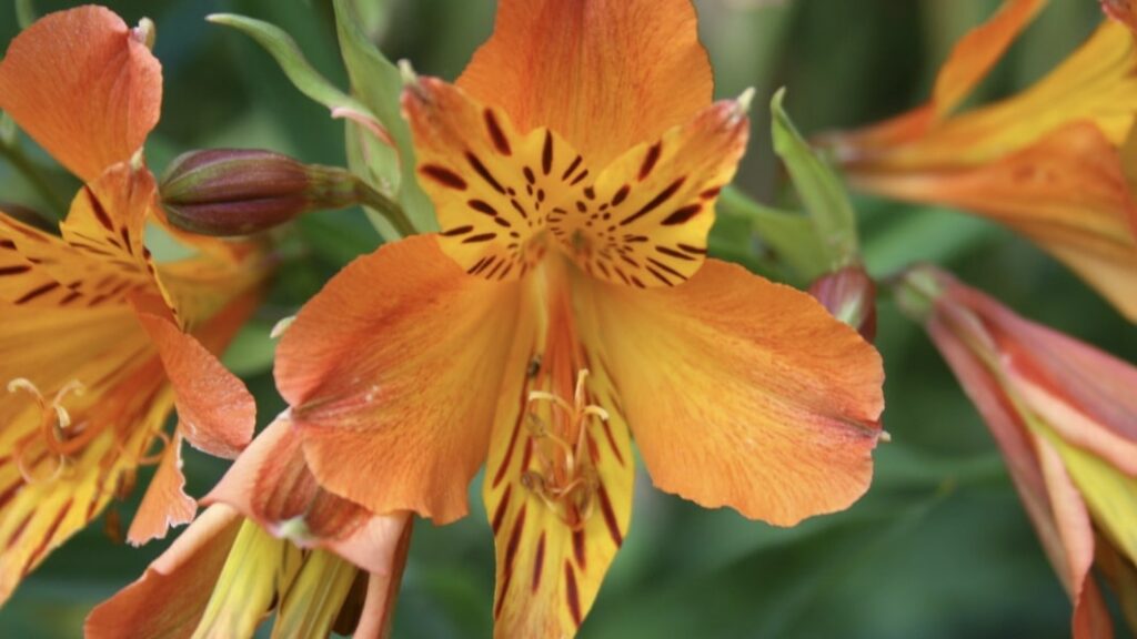 Alstroemeria