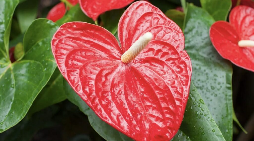 Anthurium