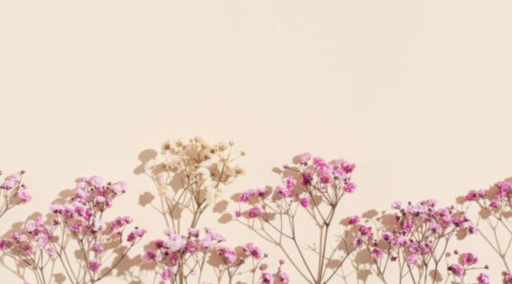 Baby’s Breath Meaning and Color