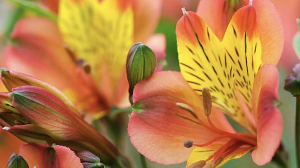 Basic Alstroemeria Care