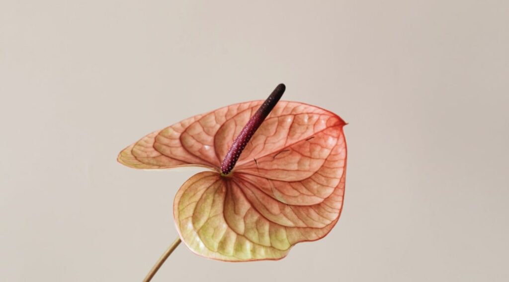 Basic Anthurium Care