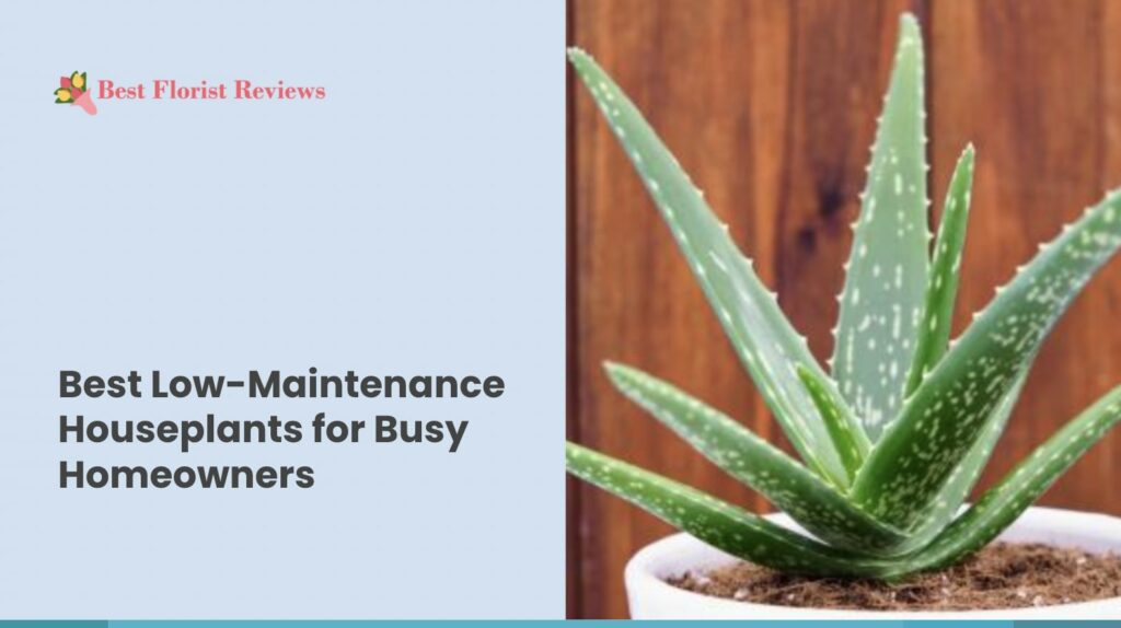 Best Low-Maintenance House Plants for Busy Homeowners