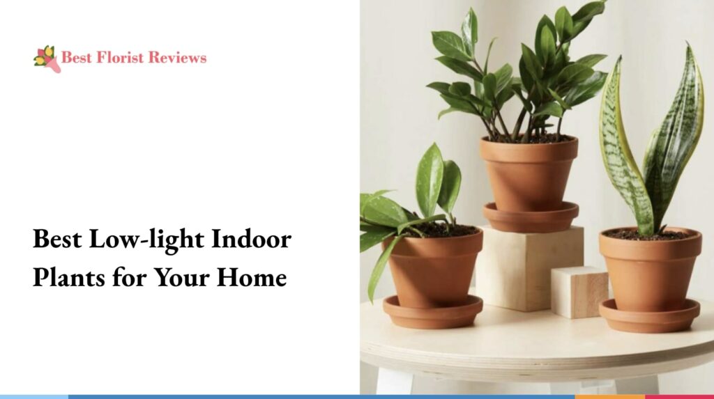 Best Low-light Indoor Plants for Your Home