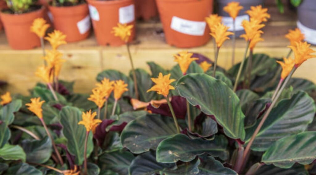 Calathea crocata