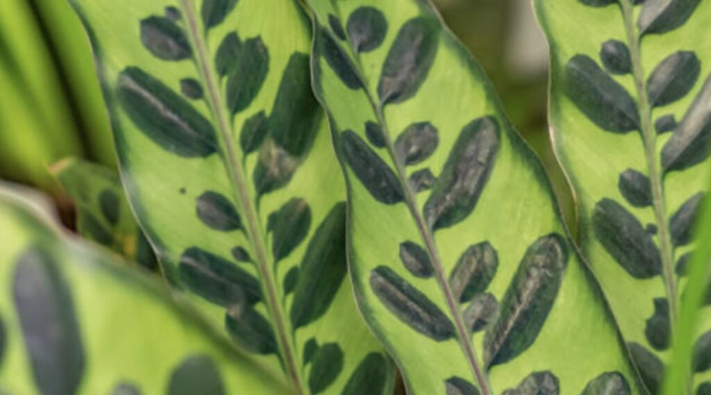 Calathea lancifolia