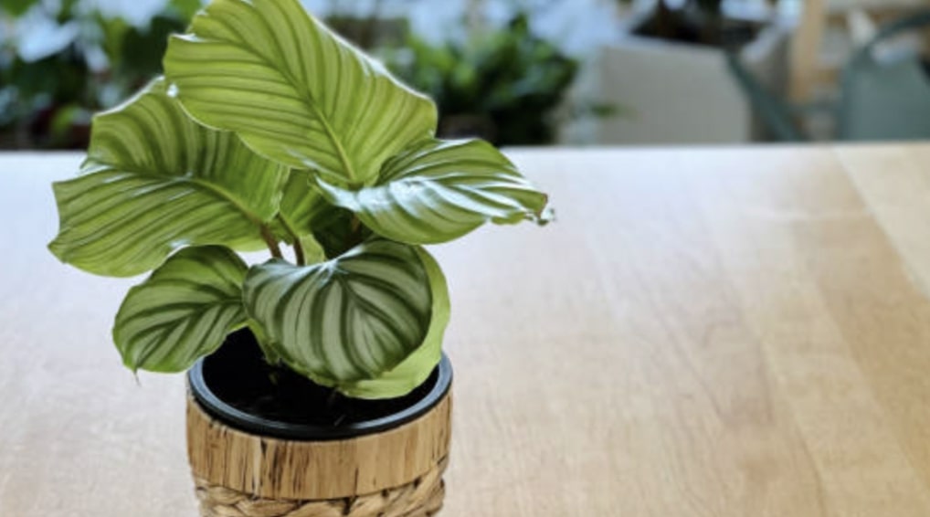 Calathea orbifolia