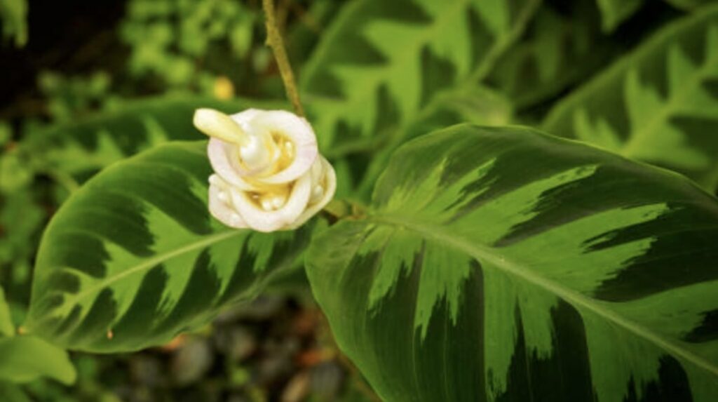 Calathea warscewiczii
