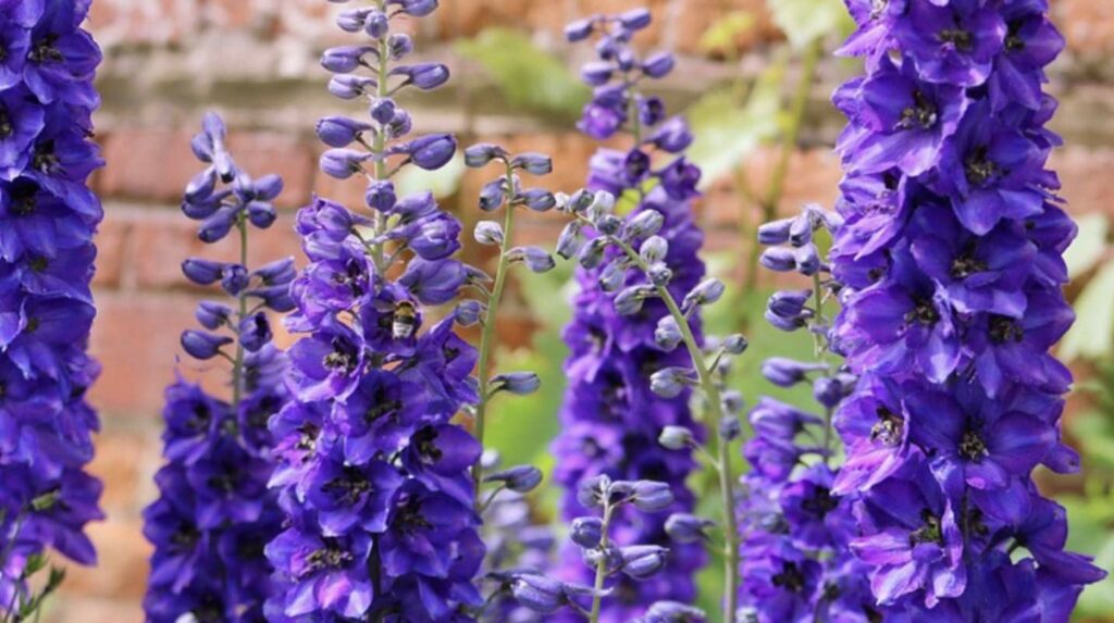 Caring Tips for Delphiniums