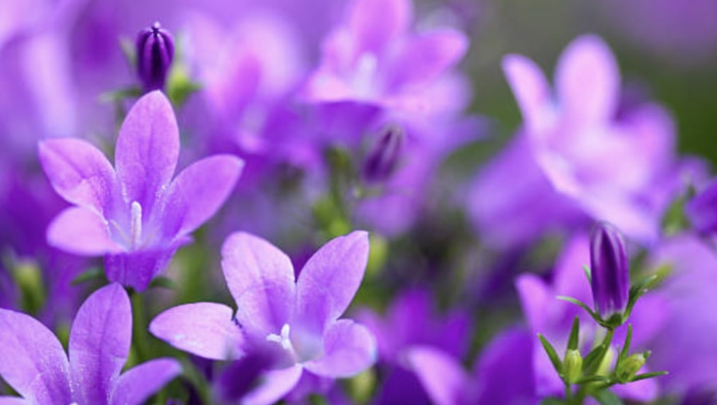 Caring for Bellflowers