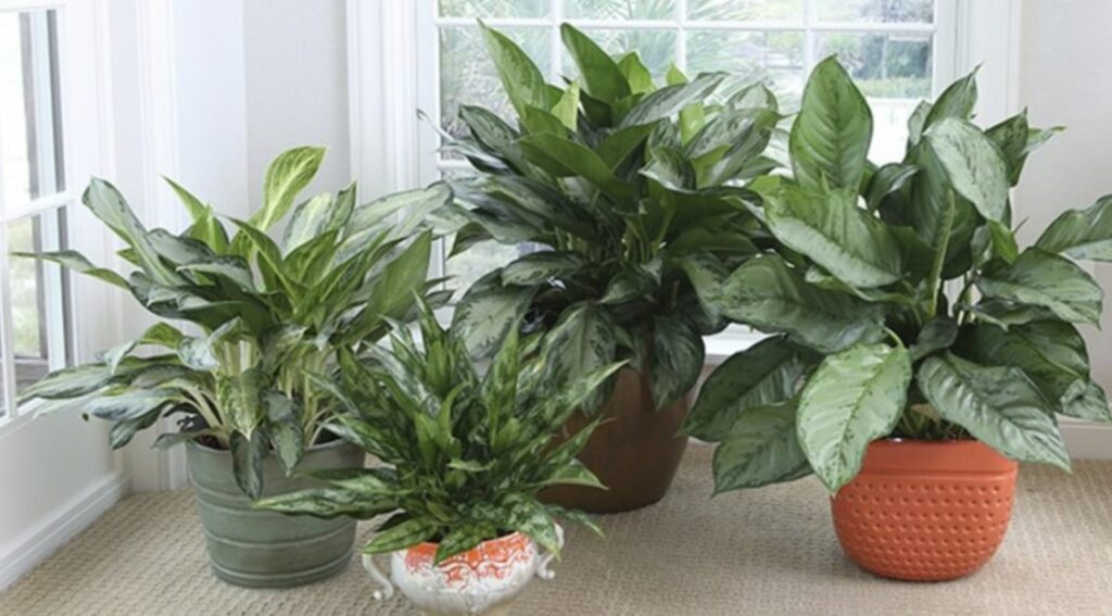 Chinese Evergreen Plant