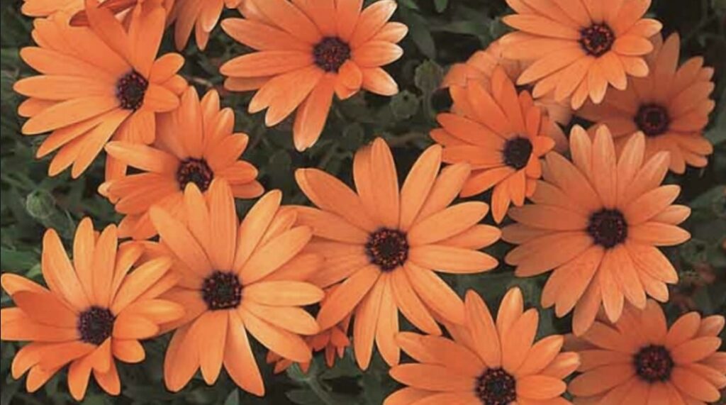 Daisy