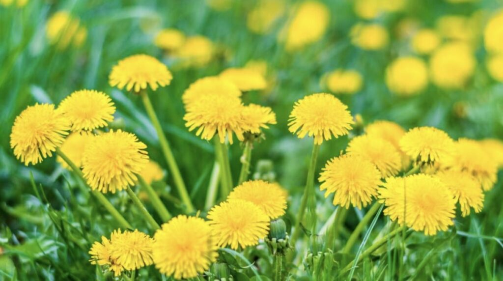 Dandelion greens are extremely healthy