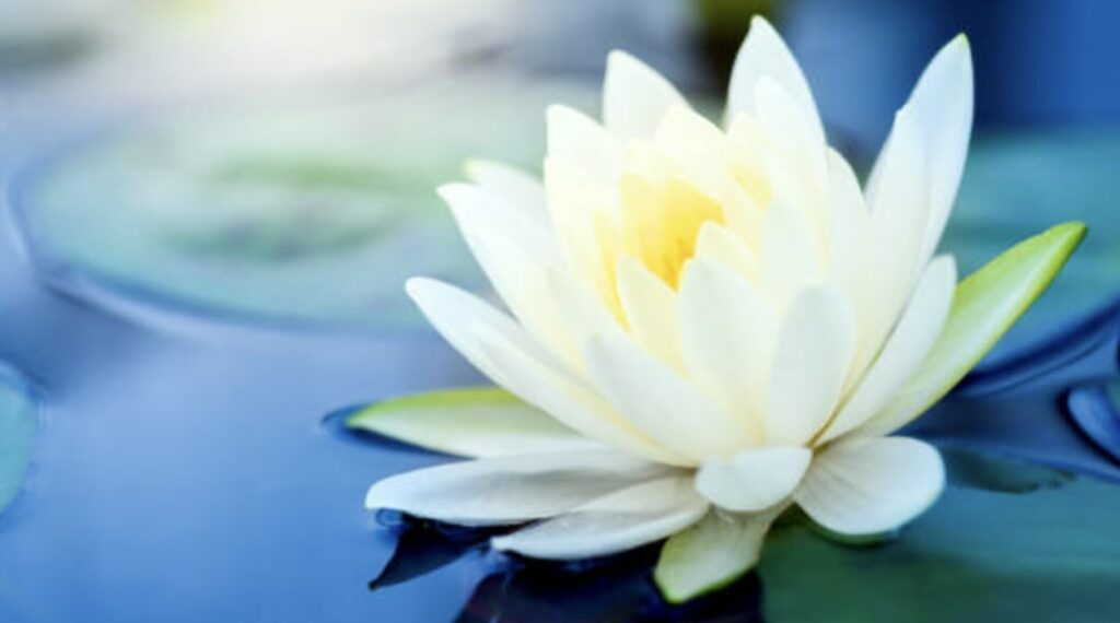 Different Colors of the Lotus Flower
