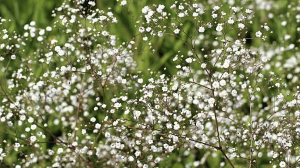 Growing Baby’s Breath Flowers