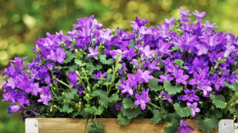 Growing Bellflowers