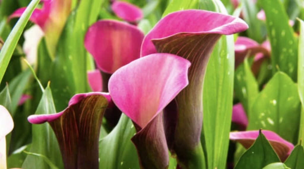 Growing Calla Lilies