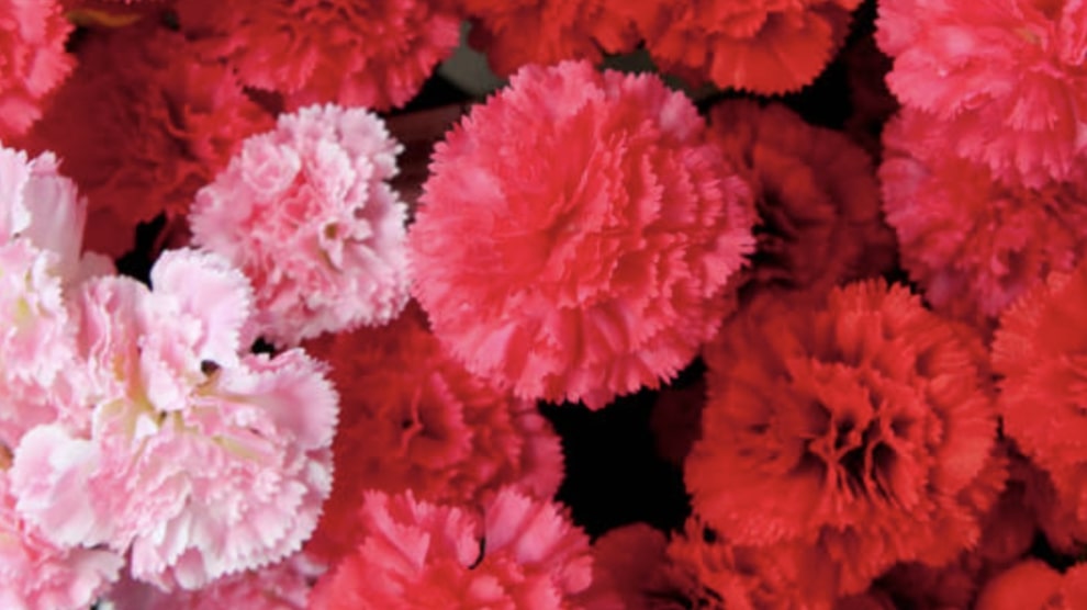 Growing Carnations
