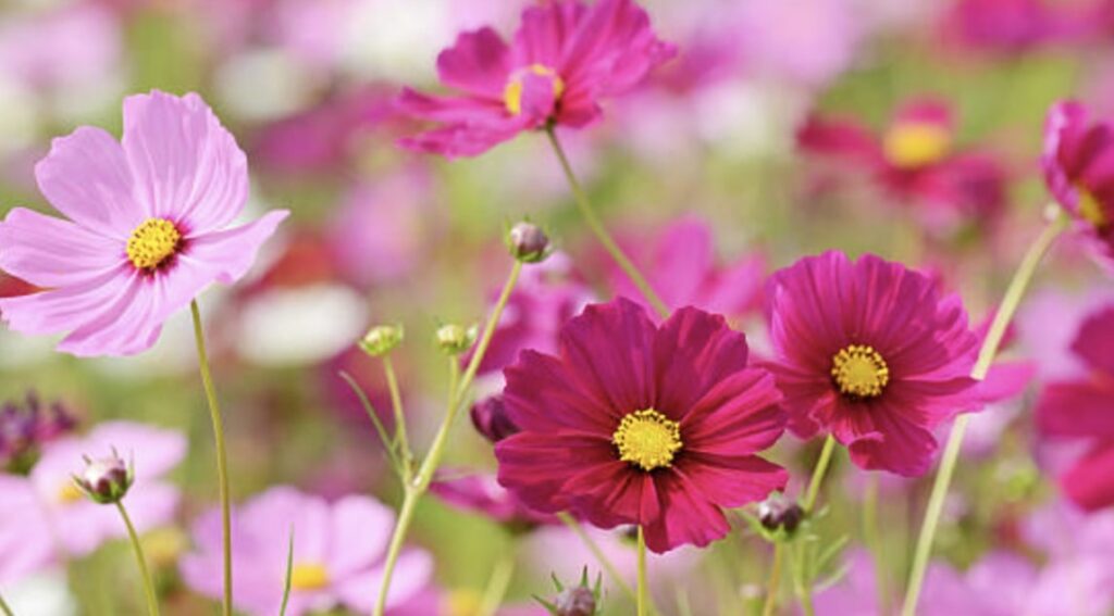 Growing Cosmos Flowers