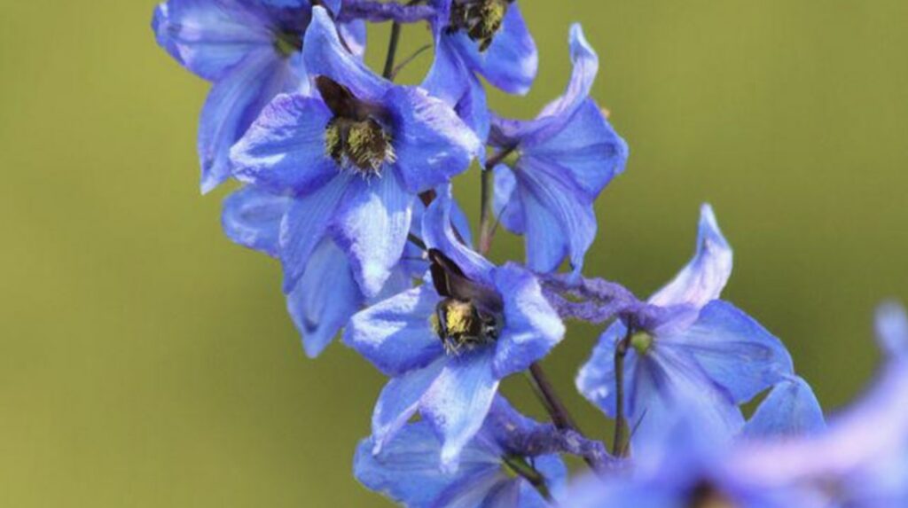 Growing Delphinium Plants