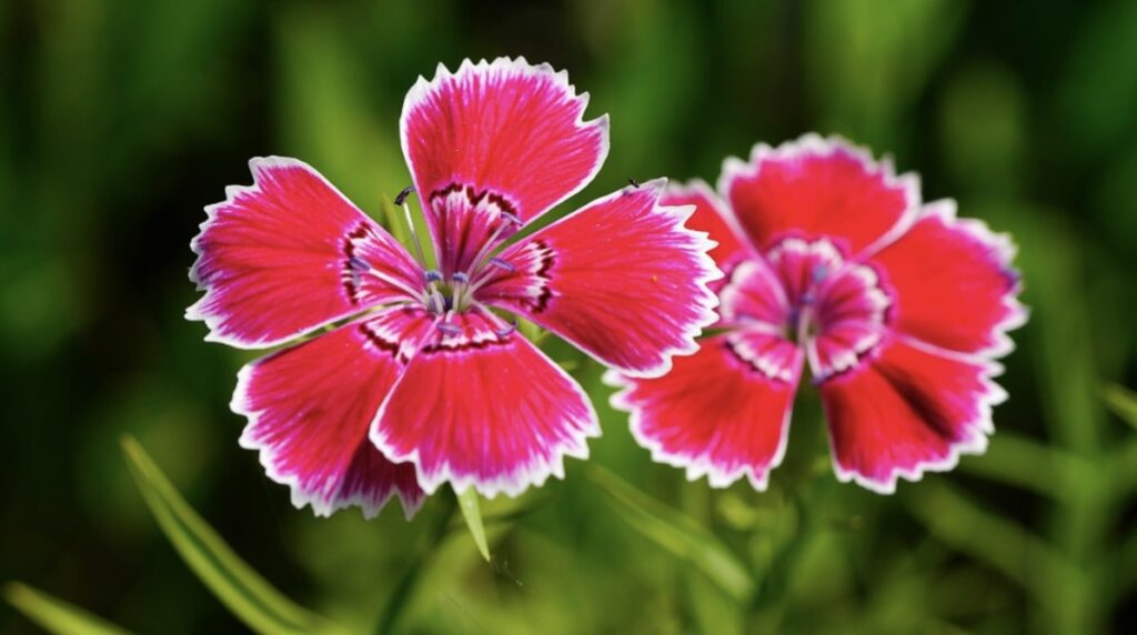 Growing Dianthus Plants