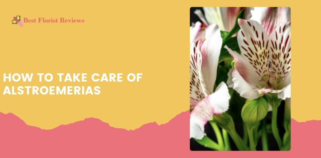 How to Take Care of Alstroemerias