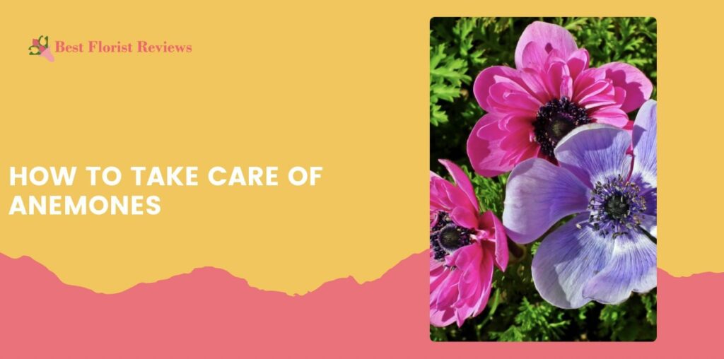 How to Take Care of Anemones